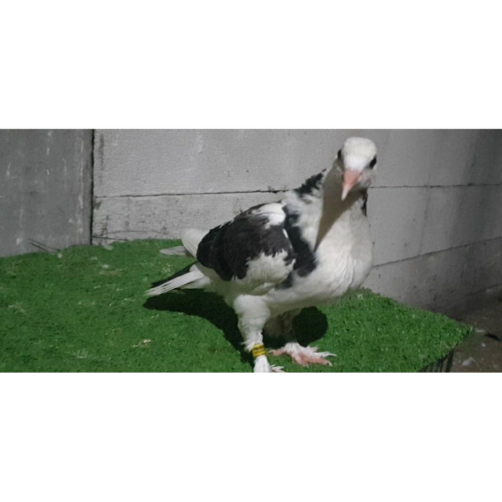 Merpati plontang piyikan mandiri jembros non jembros