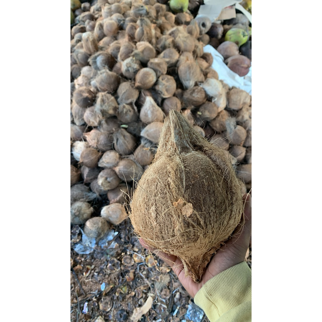 

kelapa Tua Spek Santan Ukuran Tanggung Berat 500-1000 Gram