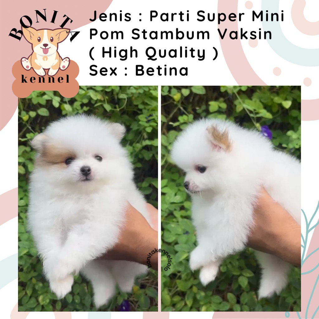 Super Mini Pomeranian Stambum Particolor Black Tan Anakan Anjing Mini Pom Snow White Jantan Betina M
