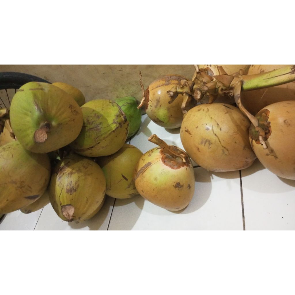 

kelapa muda dari baduy seger