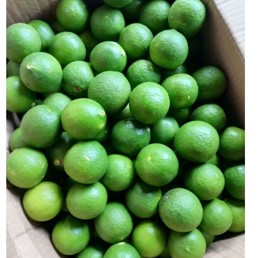 

jeruk nipis segar petik langsung kemas 1 kg