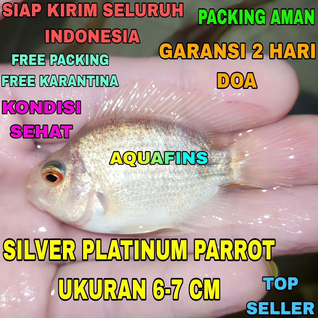 HIASAN CICHLID RARE SILVER PLATINUM PARROT SPARROW UKURAN 6-7 CM