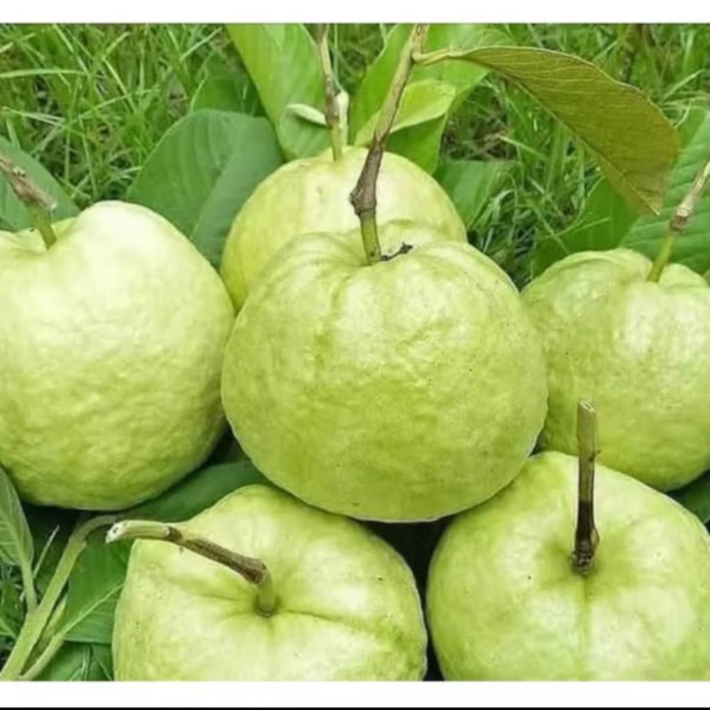 

JAMBU KRISTAL KILOAN SEGAR/JAMBU KRISTAL ASLI KEBUMEN