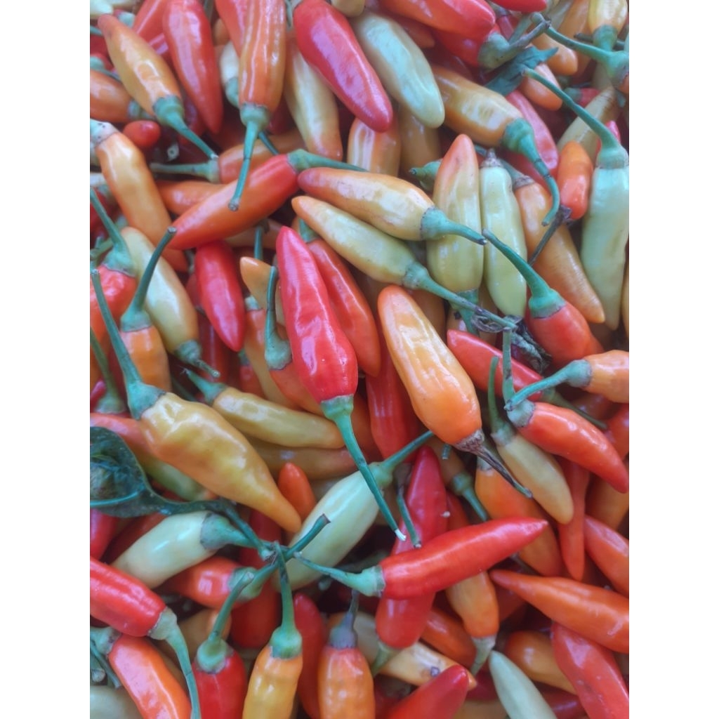 

cabe rawit ori 1kilo Rp 39 000