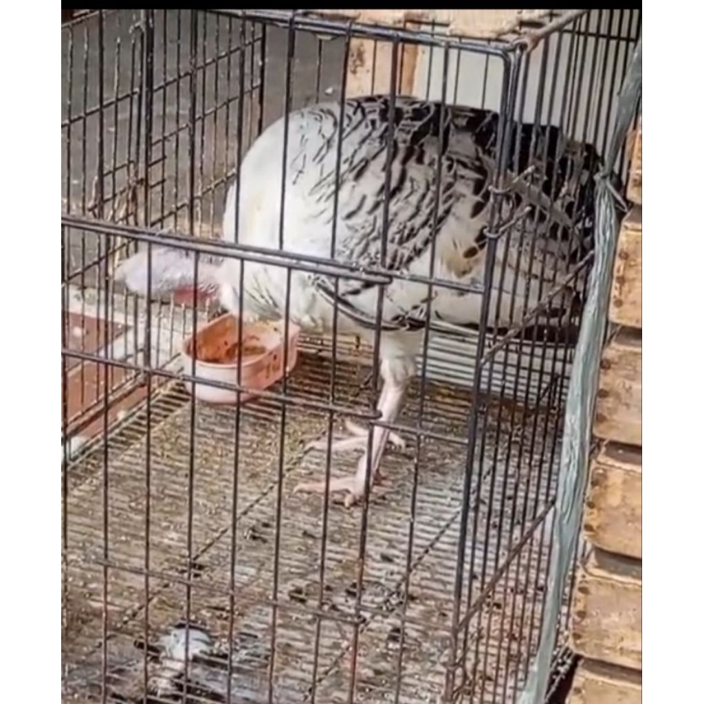 ayam kalkun umur 4/5 bulan/indukan