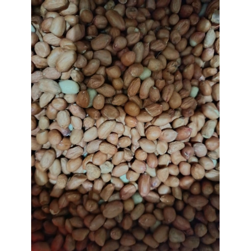 

kacang tanah kering