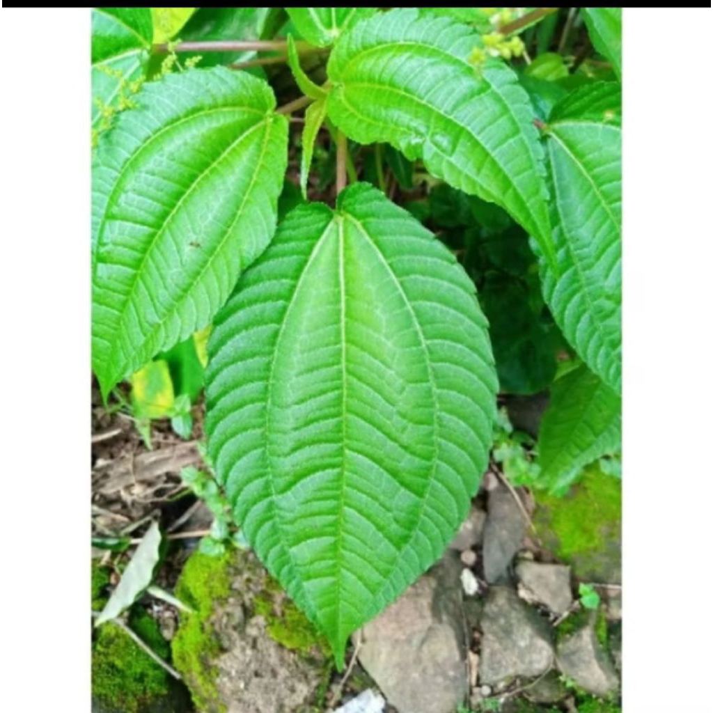 

Daun poh Pohan segar 200gram