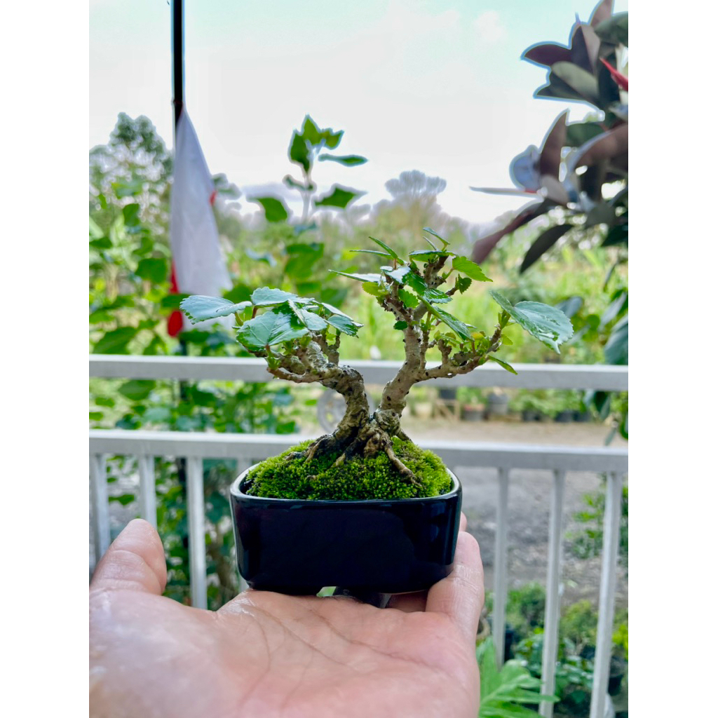 bonsai shito bonsai mini waru