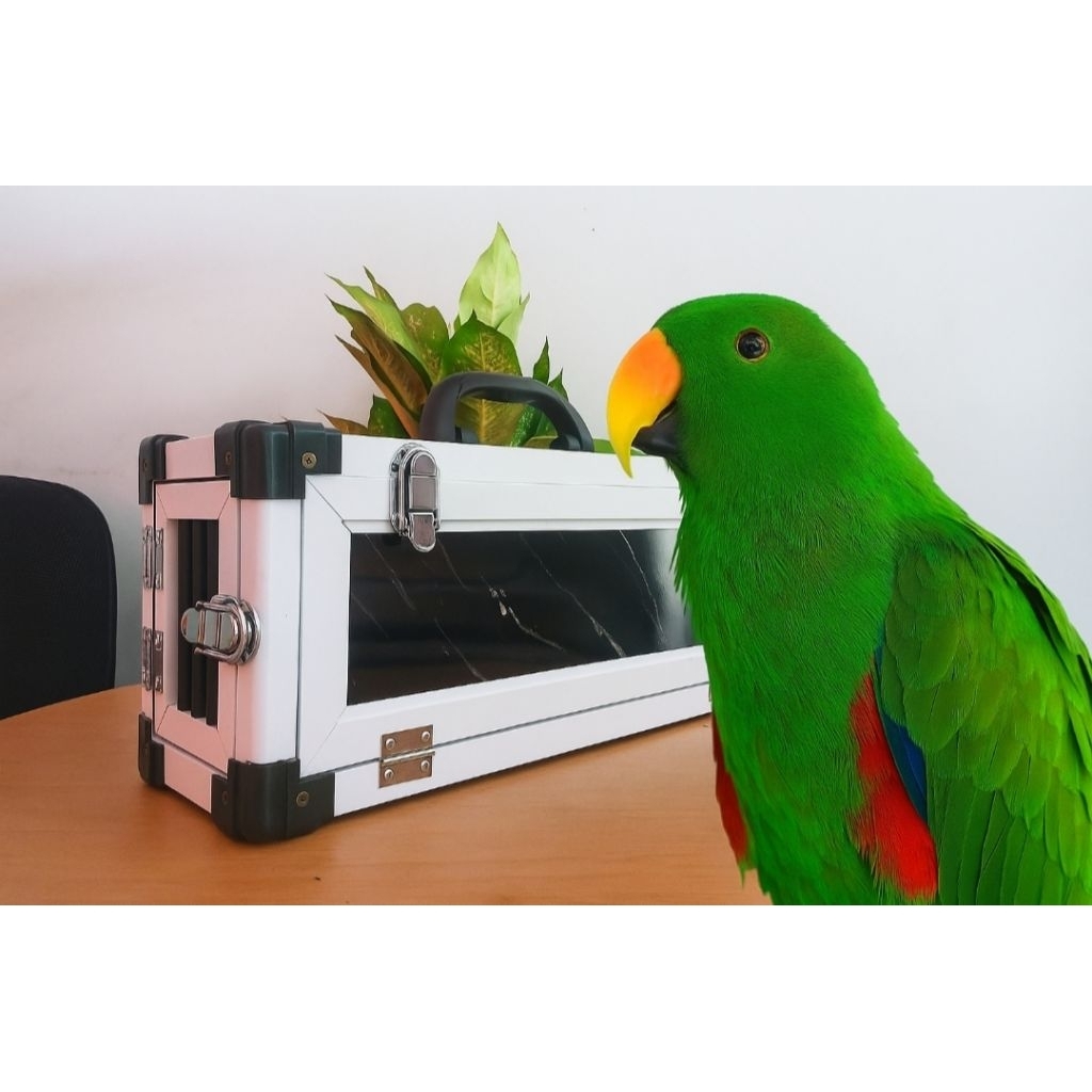 box burung nuri bayan kakak tua affgrey free fly parrot berkualitas