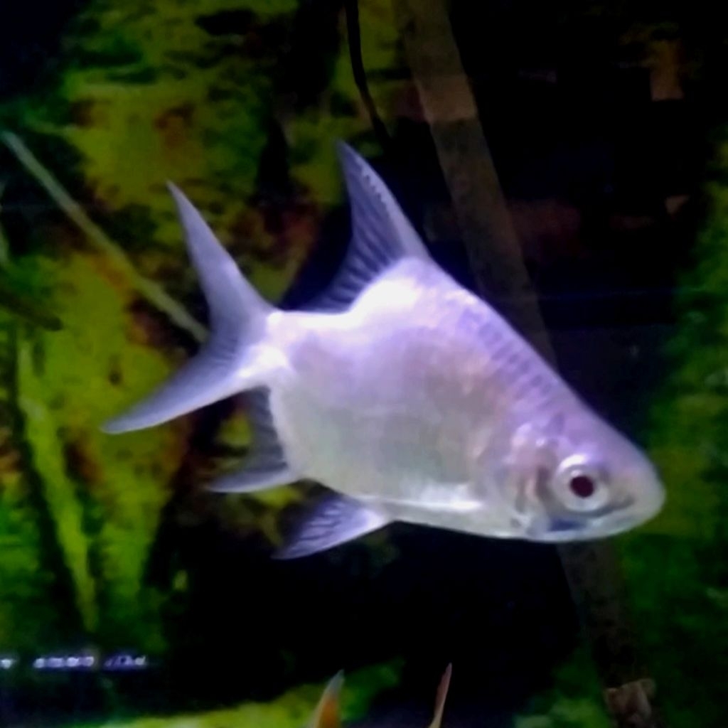 Tankmate kapiat platinum SB