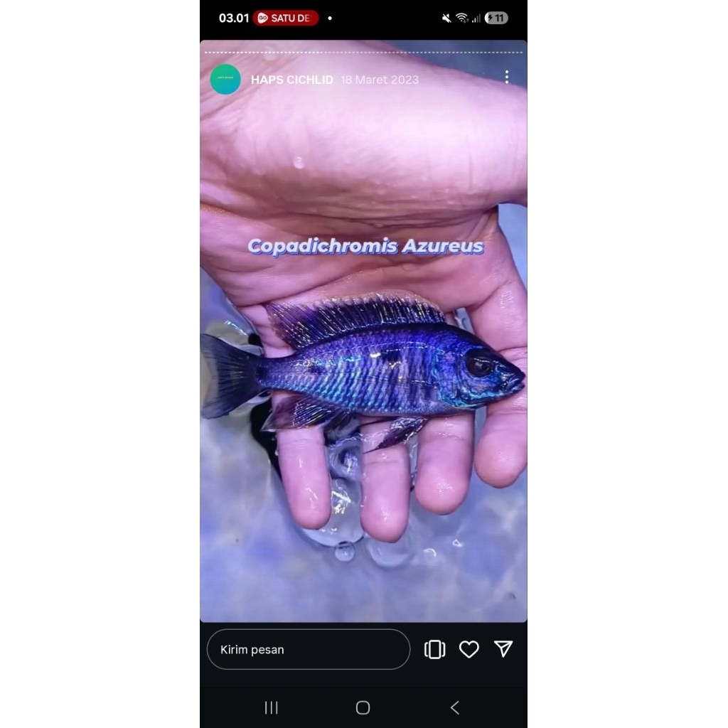 cichlid afrika malawi haps