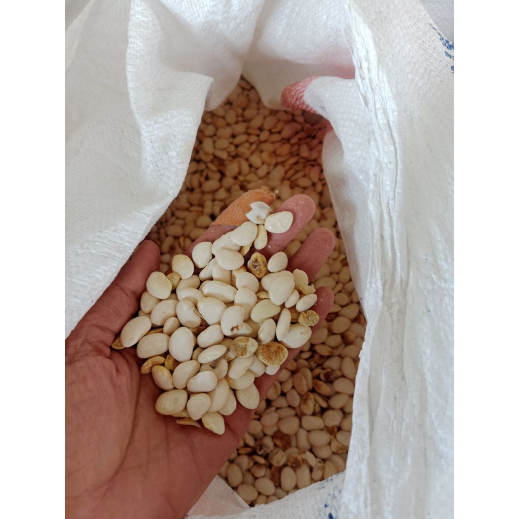 kacang koro mentah 500gram
