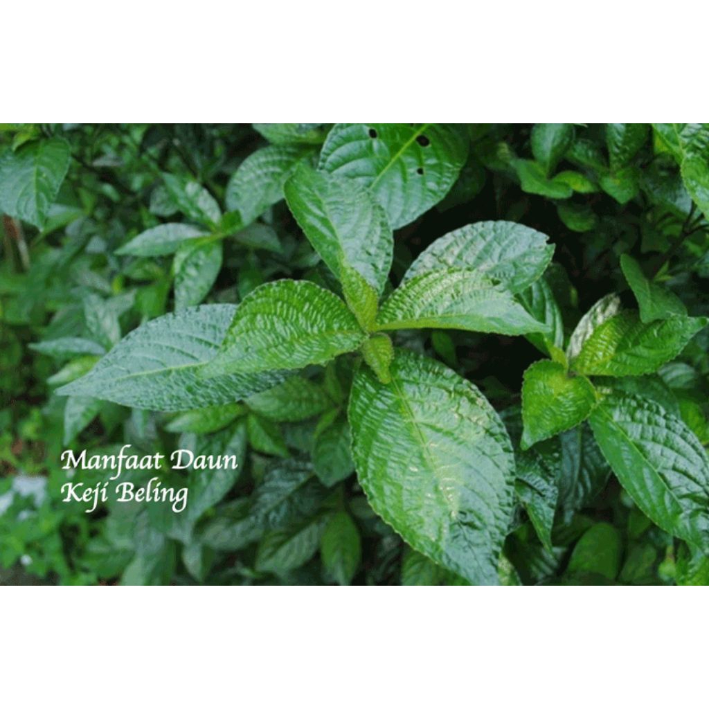 

daun keji beling / pecah beling segar