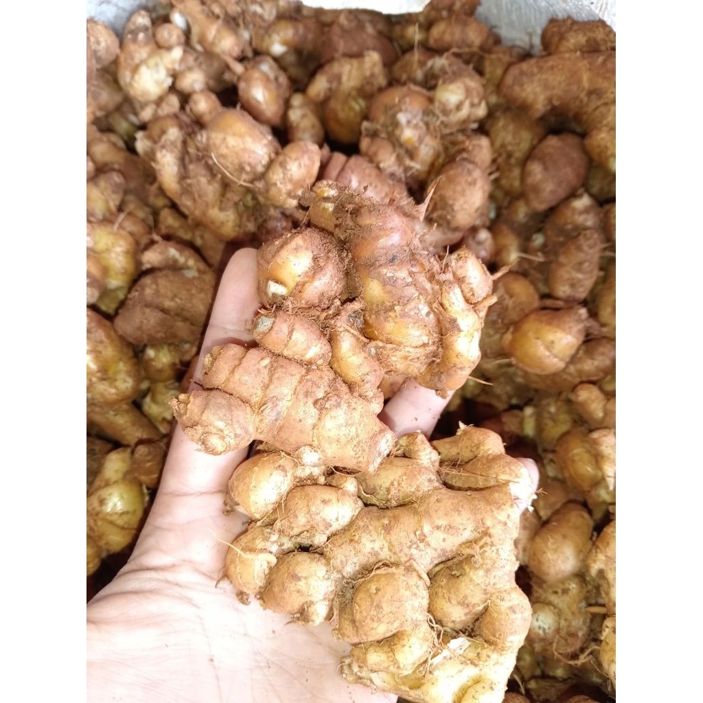 

Kencur seblak segar 1kg murce