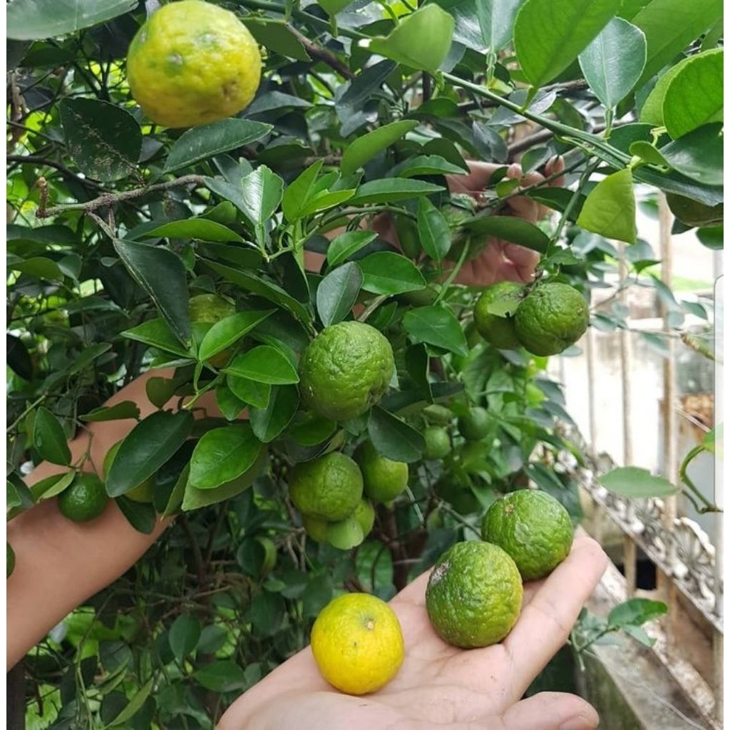 

2pcs jeruk sambel/limau