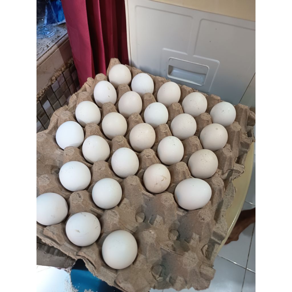 

telur ayam kampung fresh asli