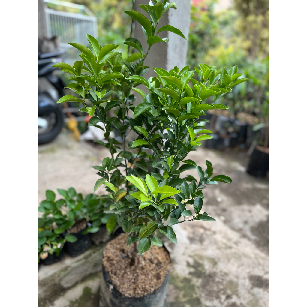 bibit jeruk mandarin
