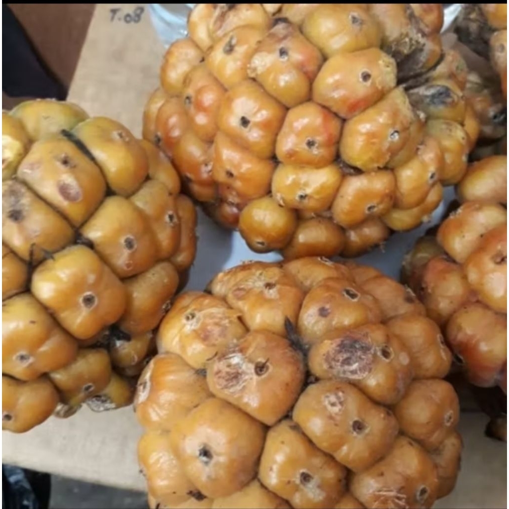 

Asam Cikala buah kecombrang Medan