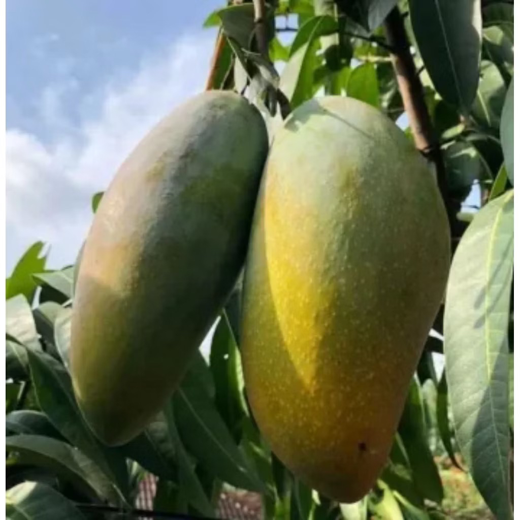 Tanaman Buah Mangga Kiojay Cepat Berbuah - Tanaman Bibit Mangga Kiojay Mudah Berbuah - Mangga Kiojay