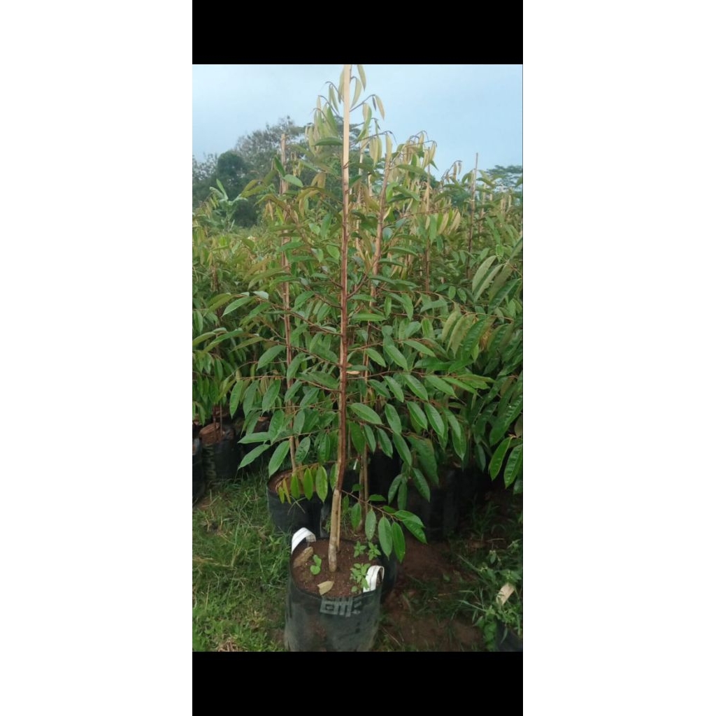 

Durian Ochee/duri hitam, Musangking, Bawor spek cakep