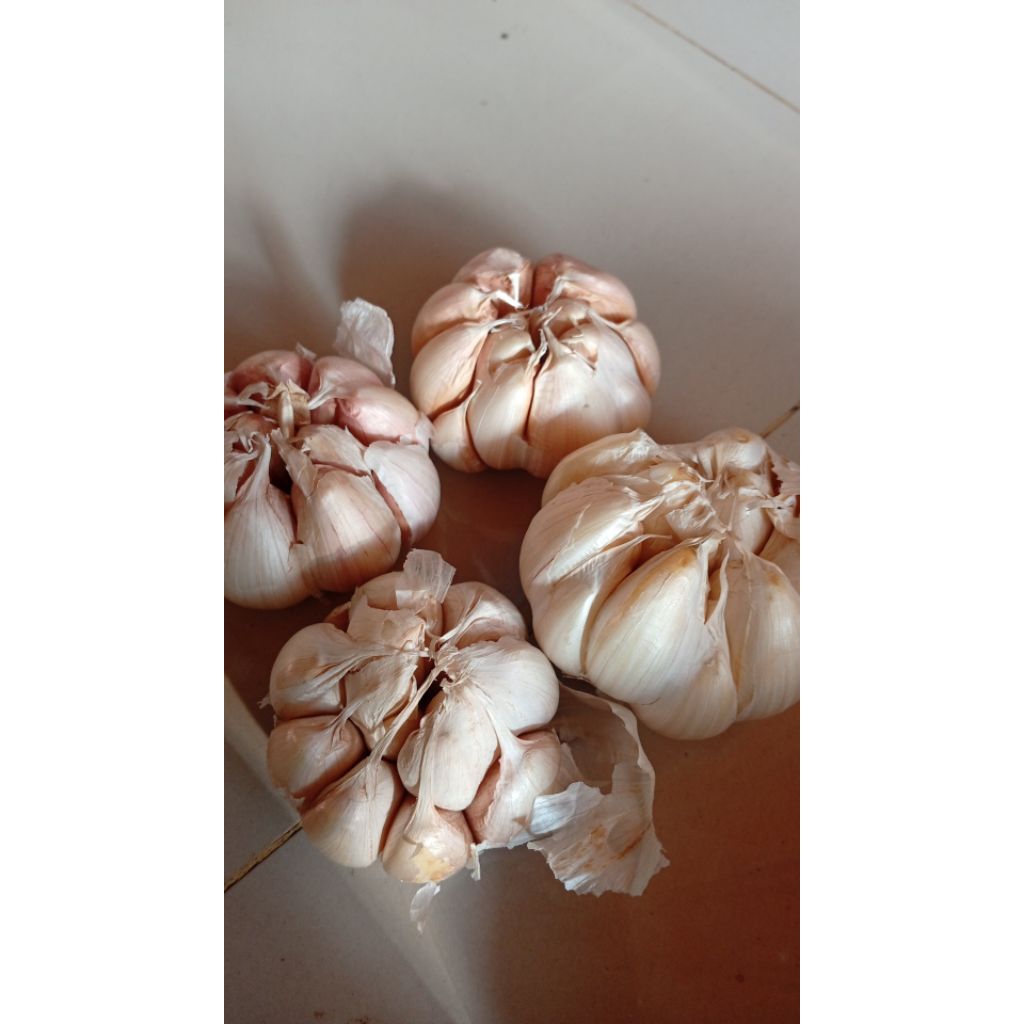 

bawang putih 500g - 1kg