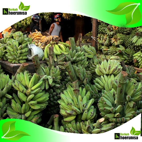 

Paket Kargo Pisang Kepok Mentah 10 kg Fresh