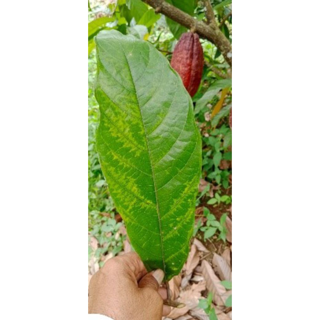 

Daun Cokelat/kakao segar