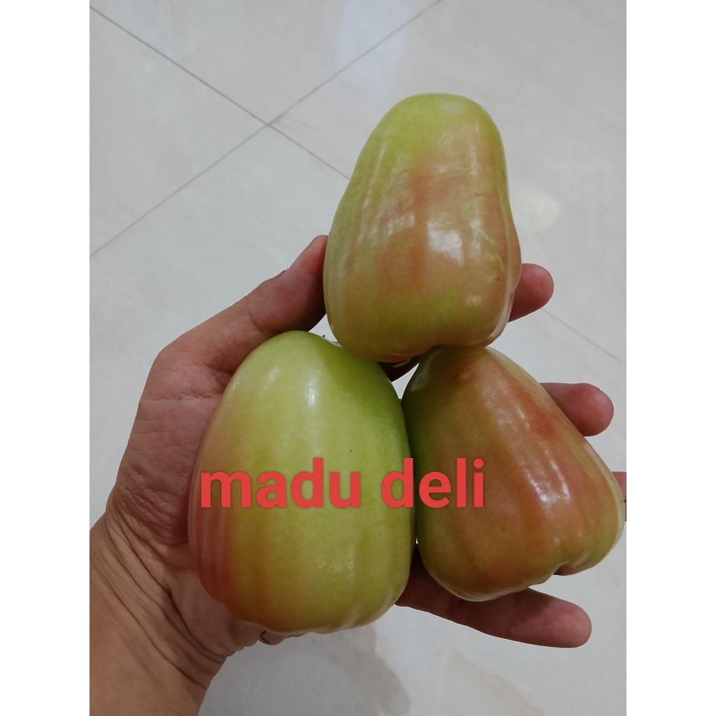cangkok jambu madu deli