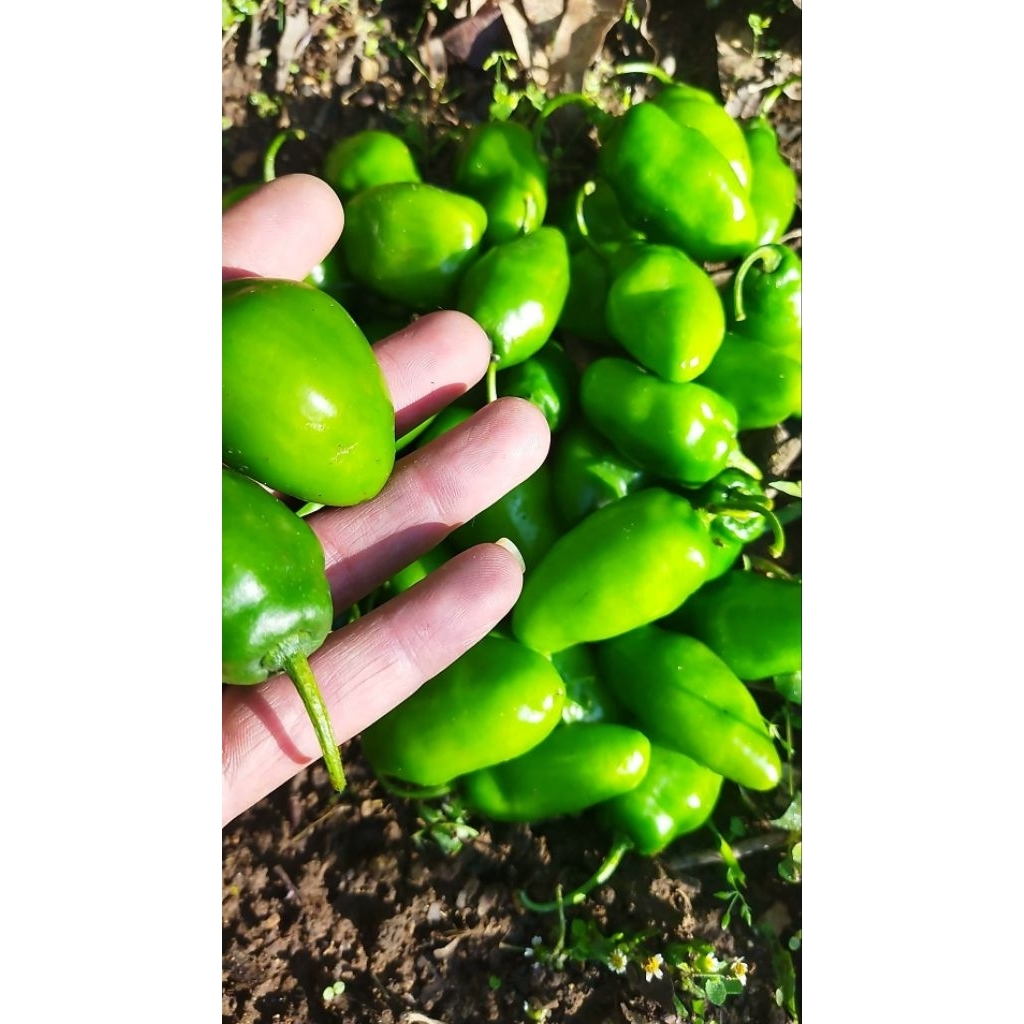 

Cabe gendot Fress segar 500 gr