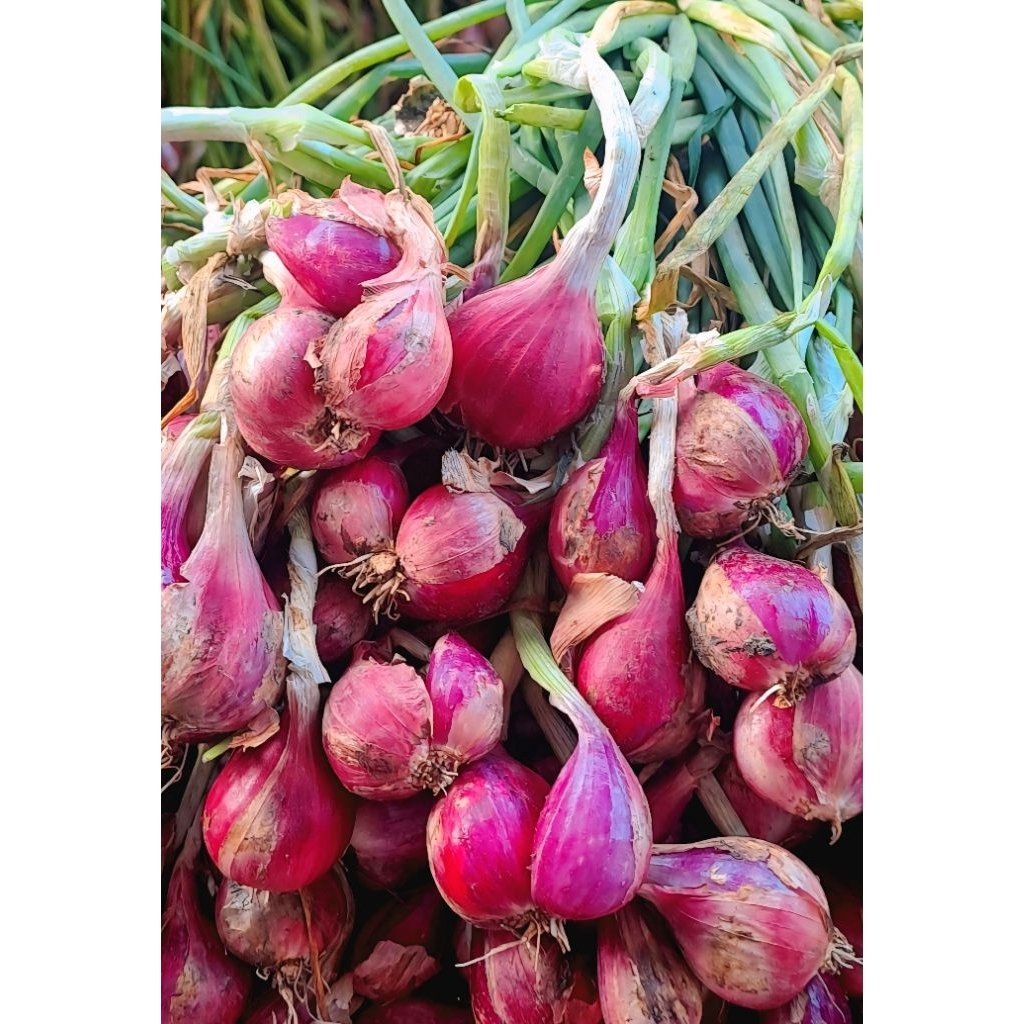 

Bawang merah 1kg yang masih basah daunnya atau baru panen 1-2 hari