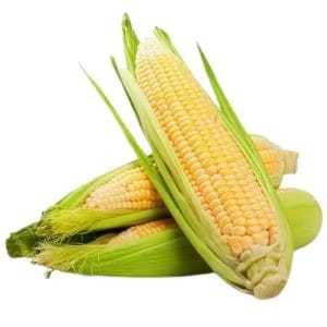 

JAGUNG MANIS TERLARIS