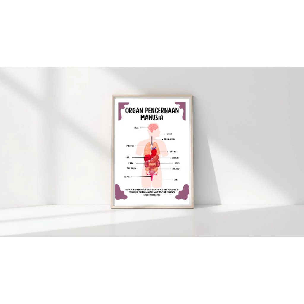 poster organ pencernaan manusia/poster biologi/poster pencernaan/poster tentang manusia/poster organ