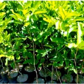 

Bibit Rambutan Garuda Cepat Berbuah