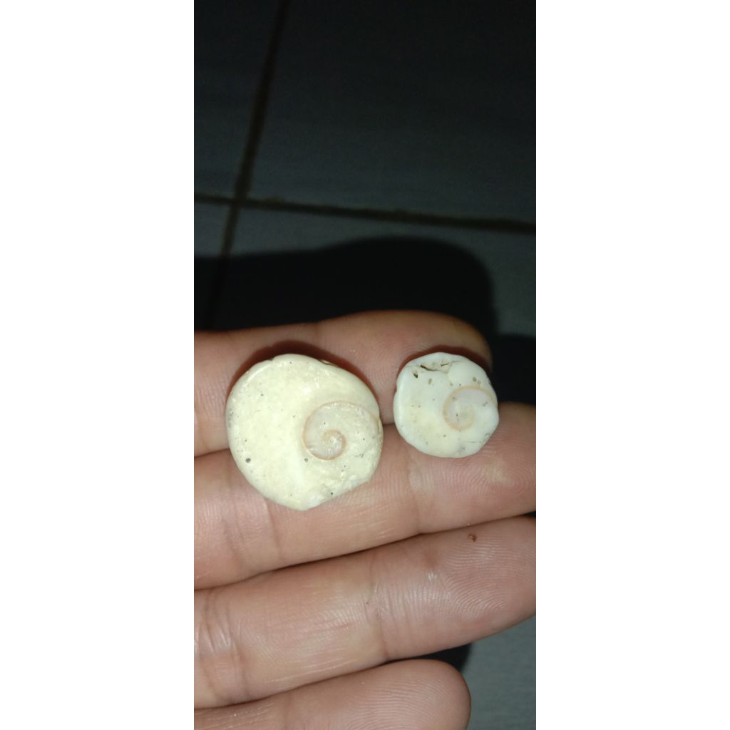 natural batu akik kol buntet asli