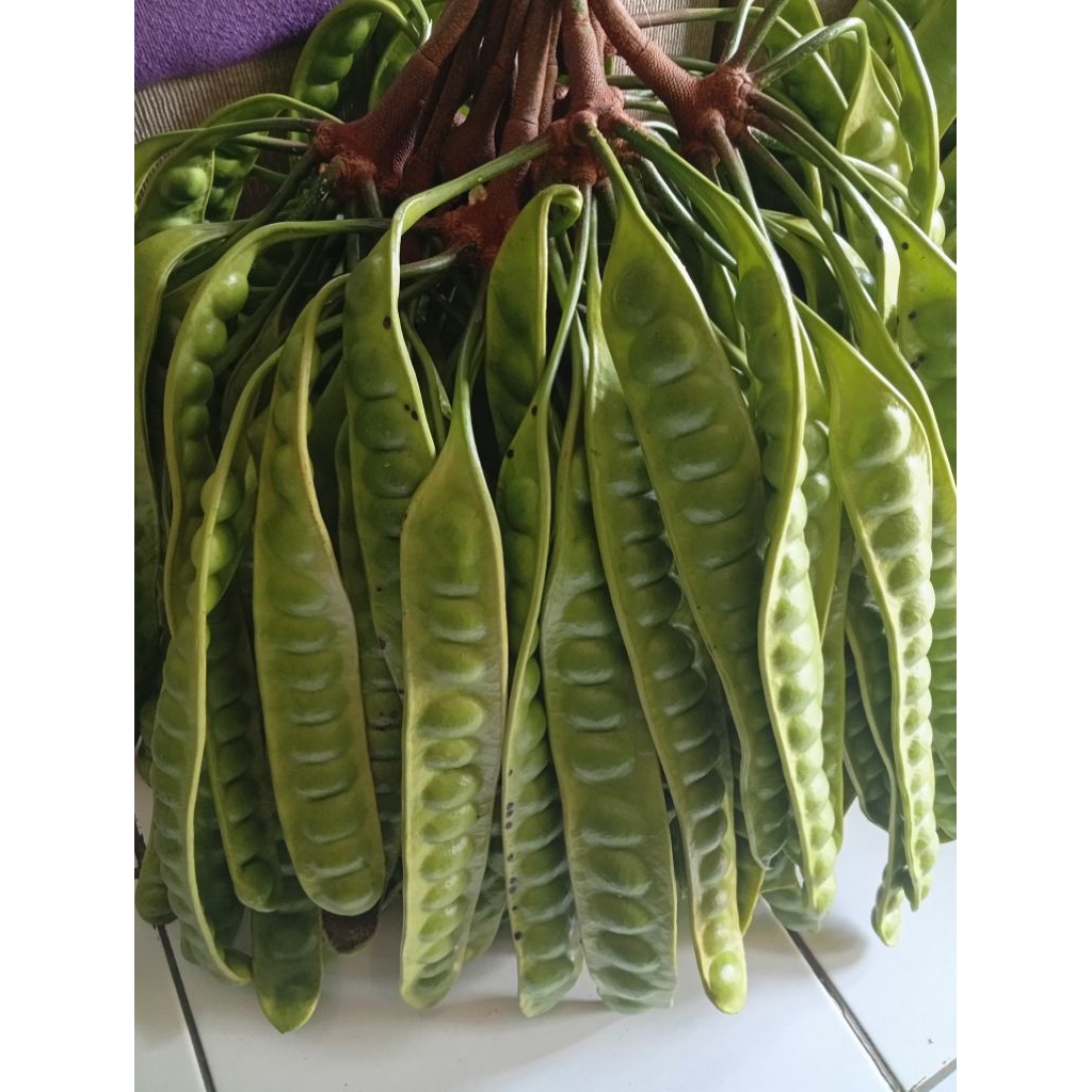 

Pete padi ukuran sedang harga per 10 lonjor