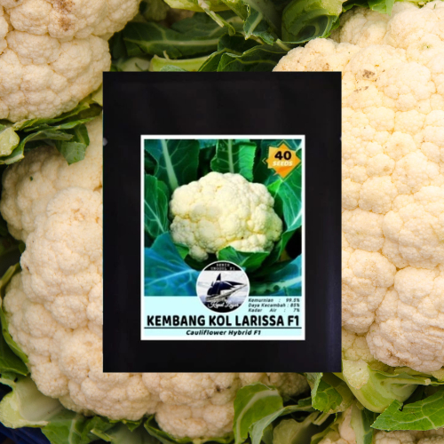 

Benih/Biji Kembang Kol F1 Benih Sayur Buah Kualitas TOP Tinggi