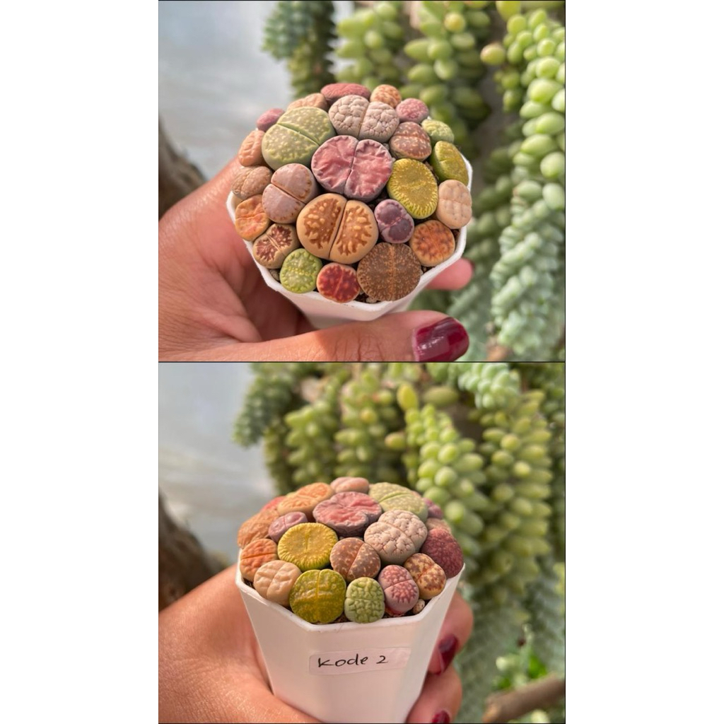 lithops /lifingstune