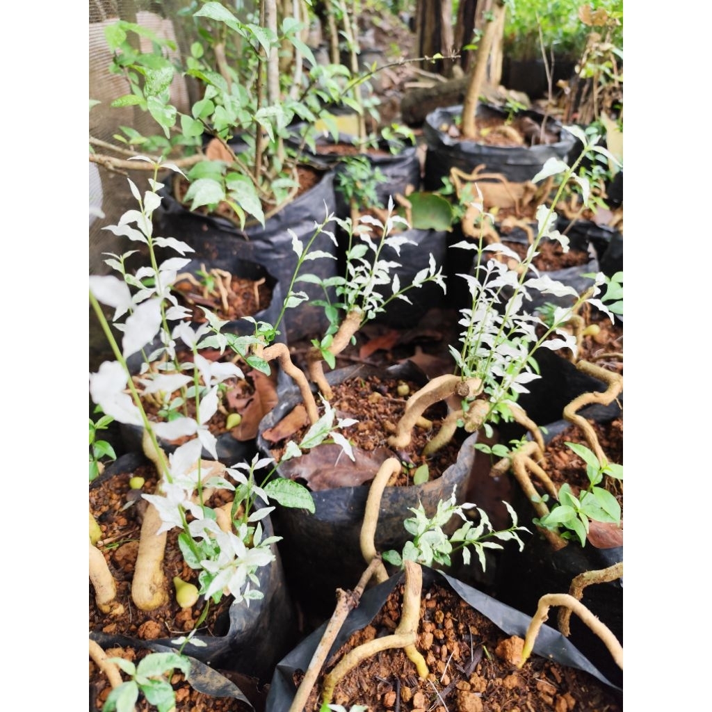 bahan bonsai akar anting putri salju