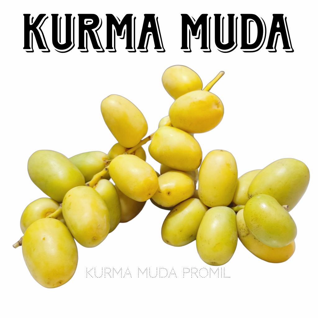 

Kurma Muda Kuning 1 KG Fresh - KurmaMuda Promil Segar / KurmaMuda Kuning Impor Segar