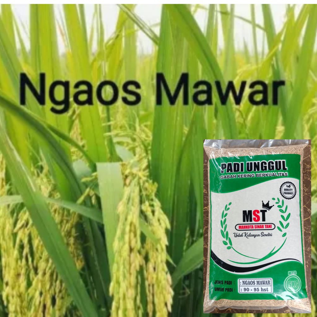 Benih padi NGAOS MAWAR KMS 5kg