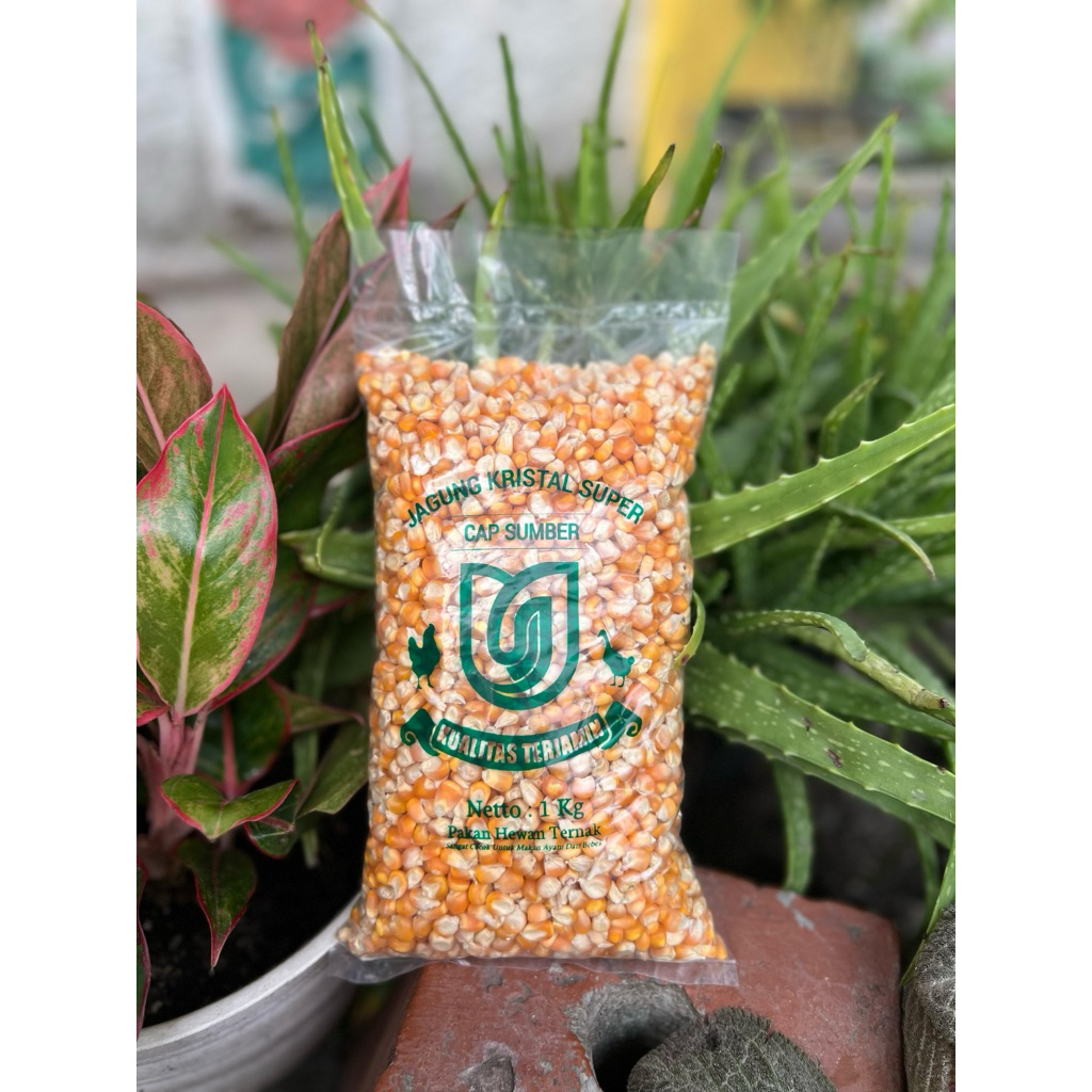 

JAGUNG 1 KG