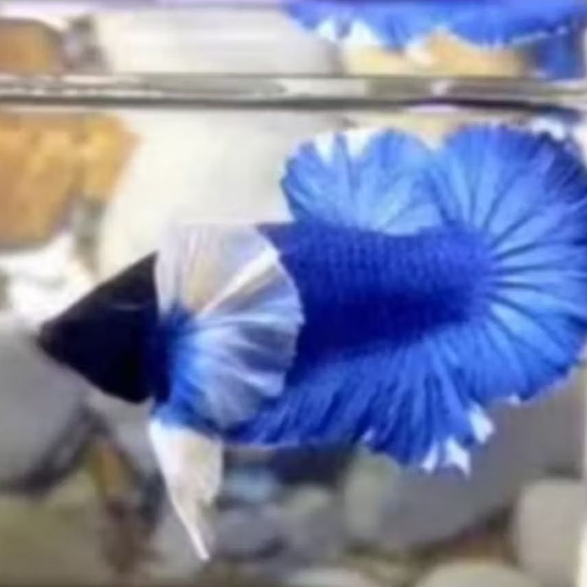 IKAN HIAS CUPANG HALFMOON BIG EAR SIZE SEDANG PER EKOR [ISI 2 EKOR]