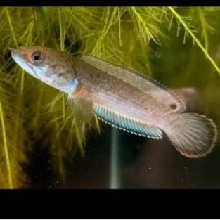 Channa Blue Bengal Good Quality Hiasan Aquarium