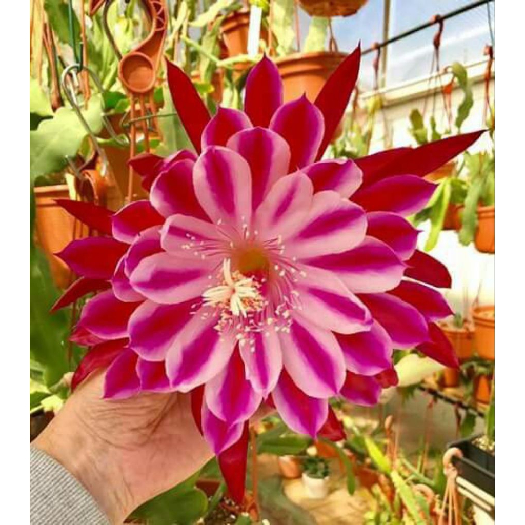 Tanaman Hias Bunga Wijaya Kusuma Pink Besar / Bunga Wijaya Kusuma Pink Besar