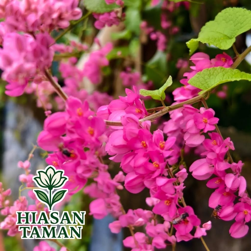 Tanaman hias air mata pengantin bunga pink - tanaman bunga air mata pengantin