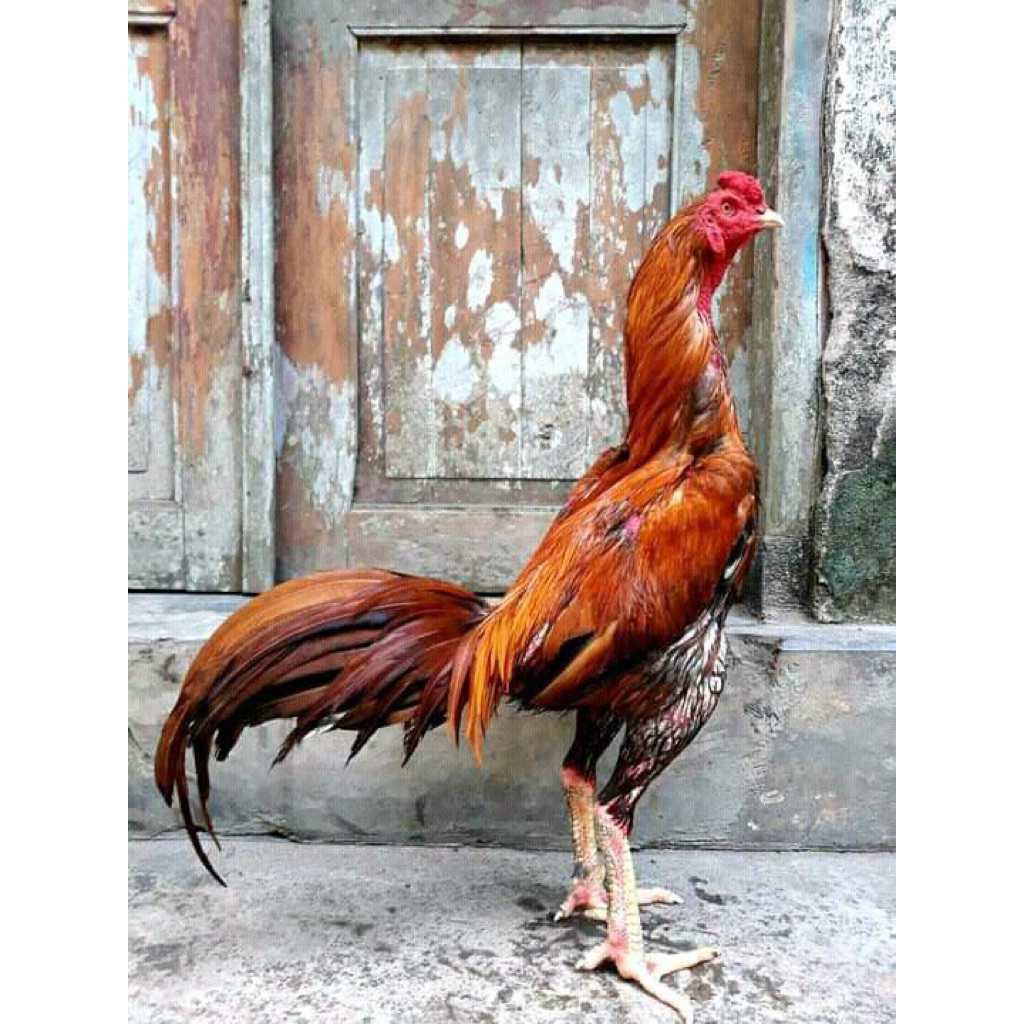 

telur ayam bangkok F1 ori thailand super pertarung