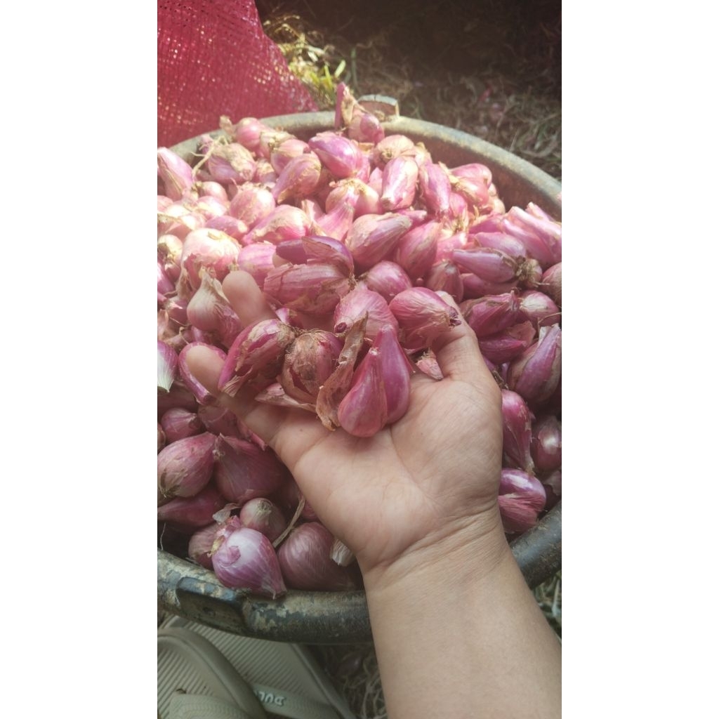 

bawang merah