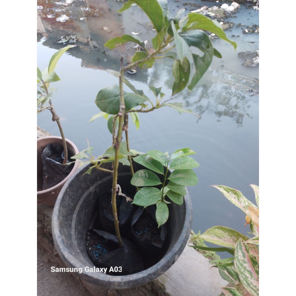 Bibit alpukat yellow vietnam