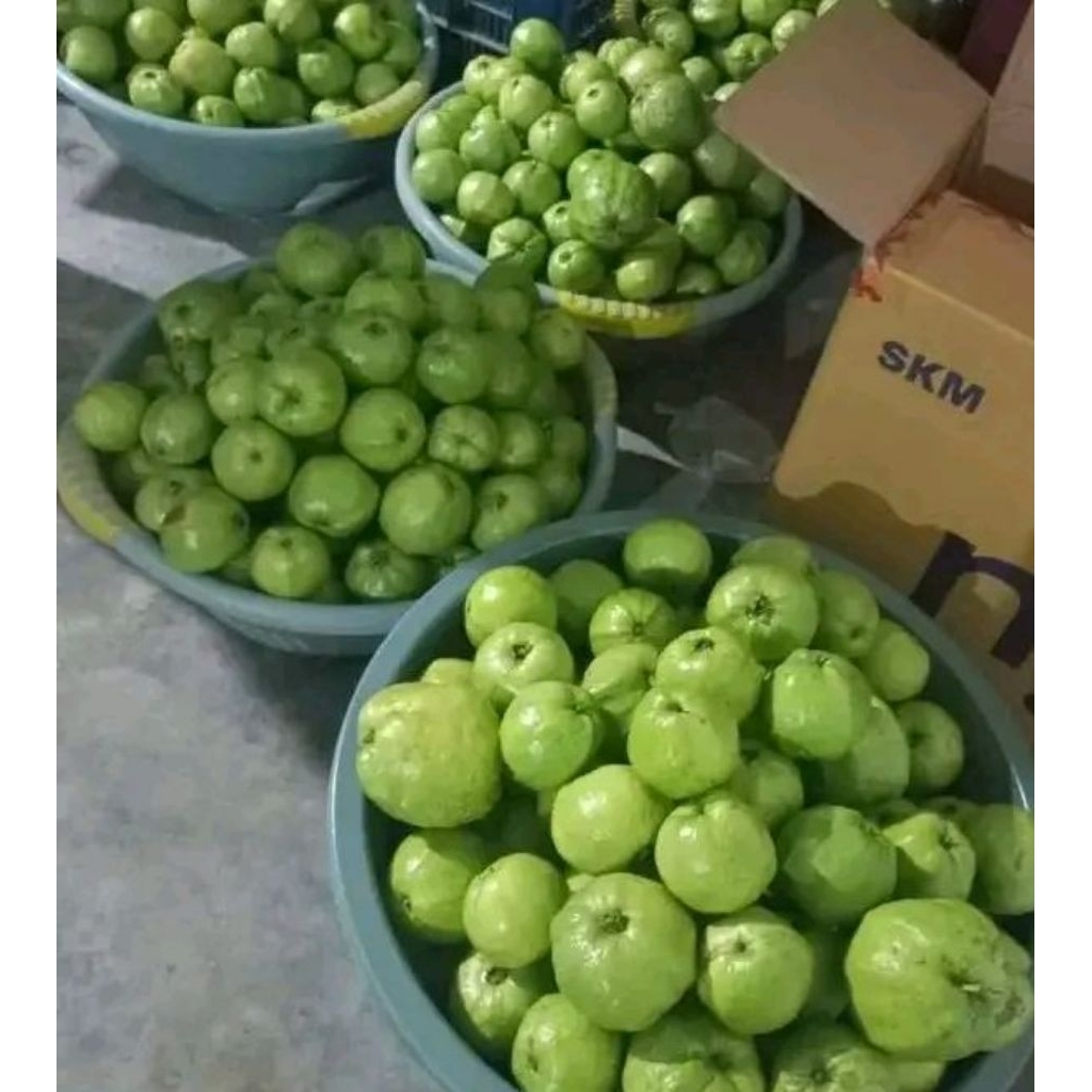 

Jambu kristal khas Jawa timur