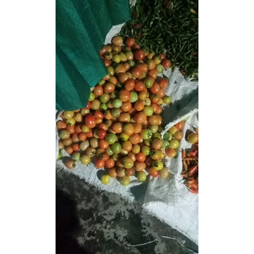 

Tomat buah dan syur 1kg